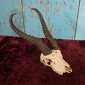 Lot 006 - Vintage African Springbok Skull European Taxidermy Mount, Skull Only, With Teeth, No Shield