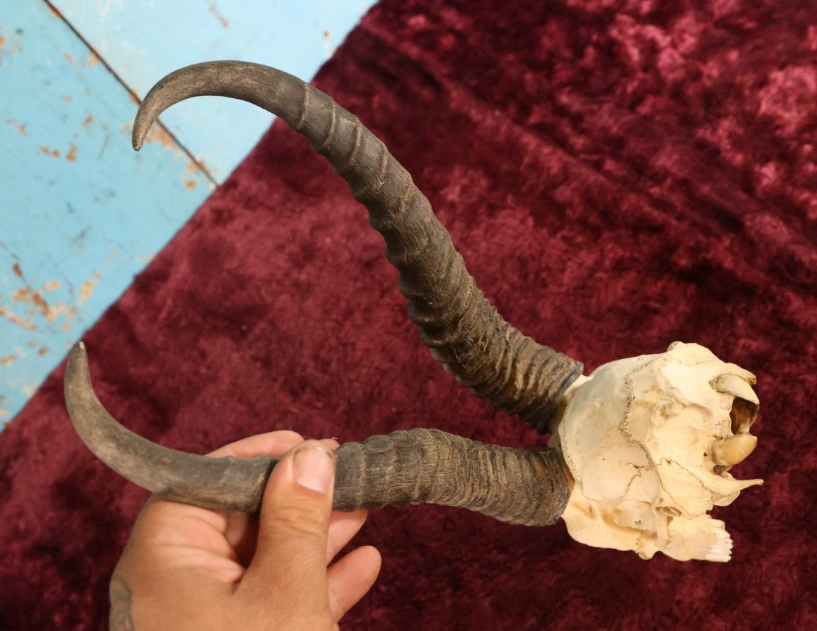 Lot 006 - Vintage African Springbok Skull European Taxidermy Mount, Skull Only, With Teeth, No Shield