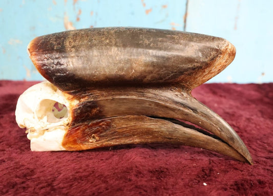 Lot 007 - Hornbill Tropical Bird Skull (Larger Size)