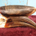 Lot 007 - Hornbill Tropical Bird Skull (Larger Size)