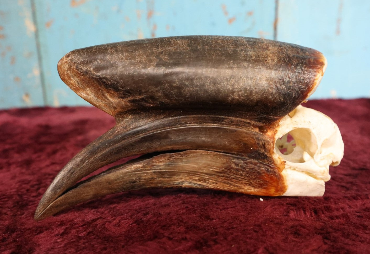 Lot 007 - Hornbill Tropical Bird Skull (Larger Size)