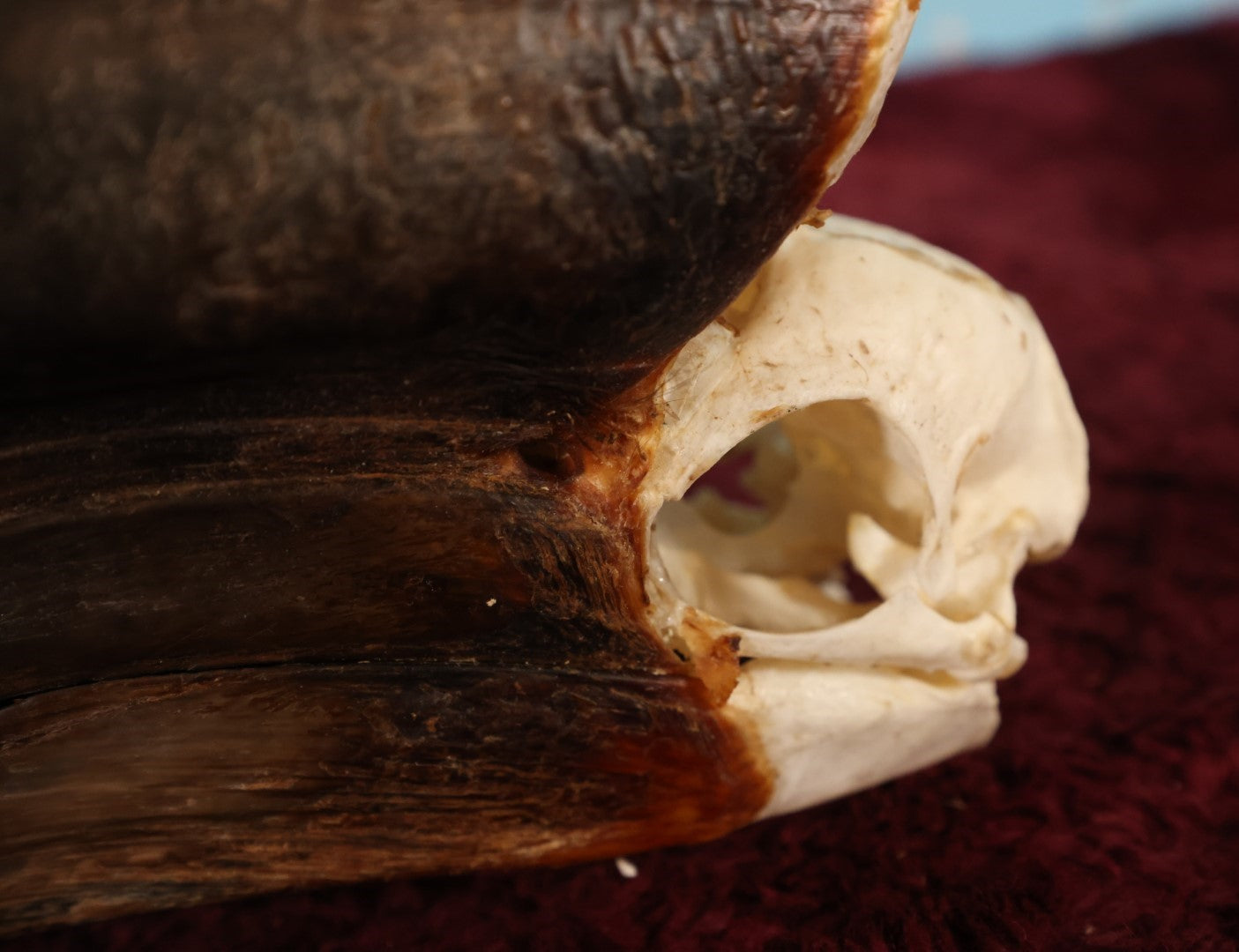 Lot 007 - Hornbill Tropical Bird Skull (Larger Size)