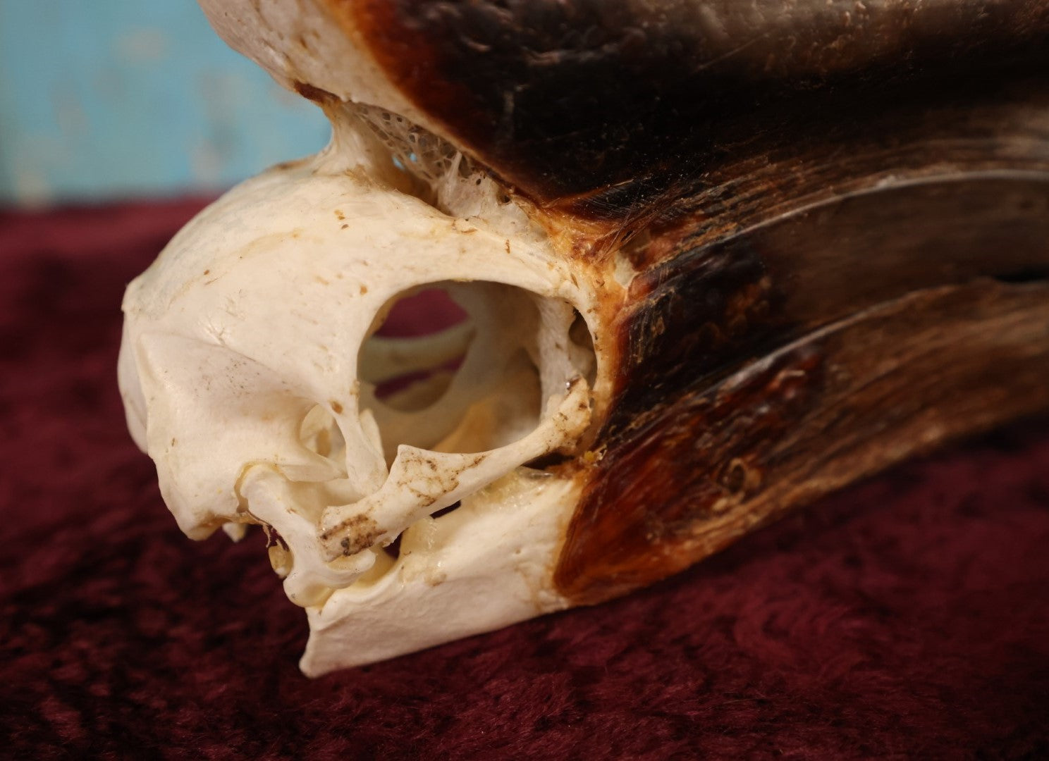 Lot 007 - Hornbill Tropical Bird Skull (Larger Size)