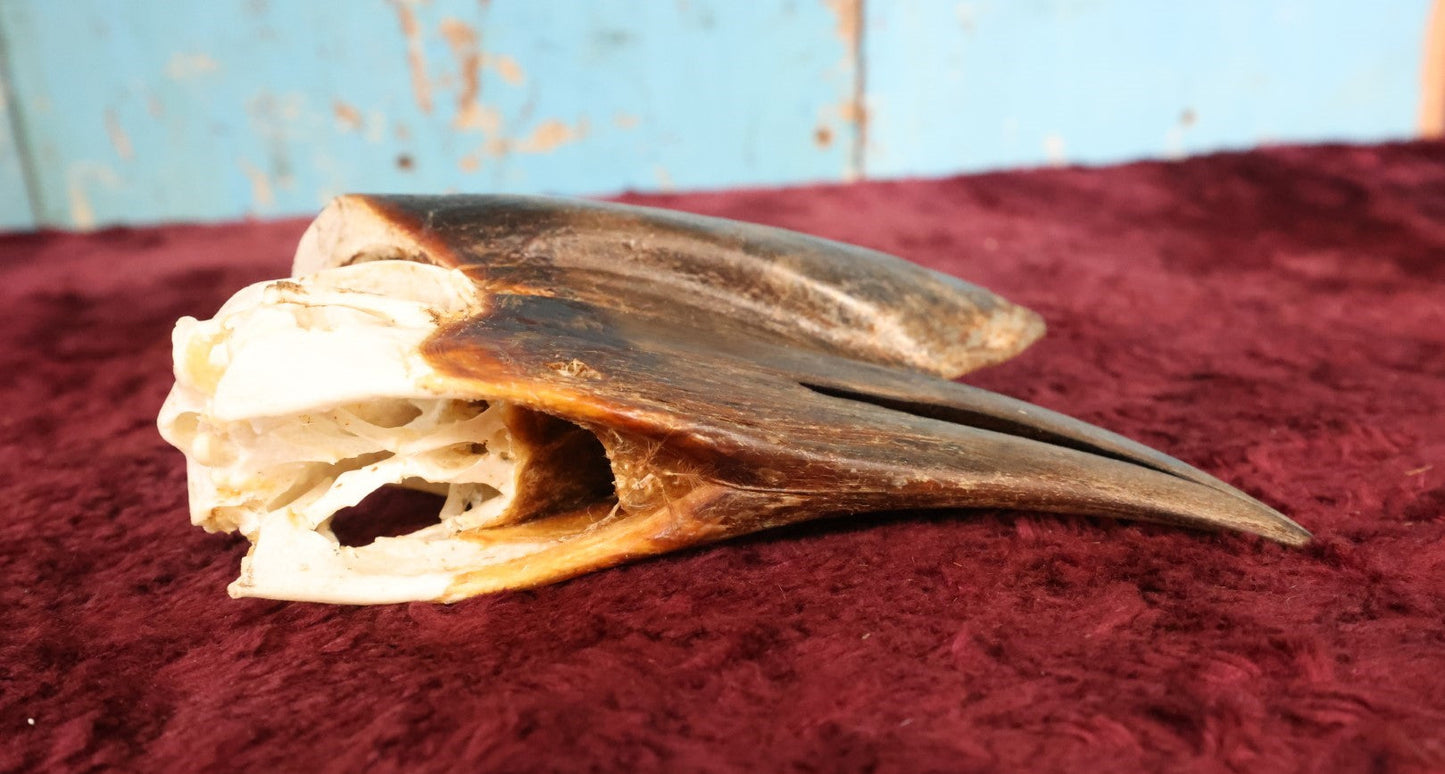 Lot 007 - Hornbill Tropical Bird Skull (Larger Size)