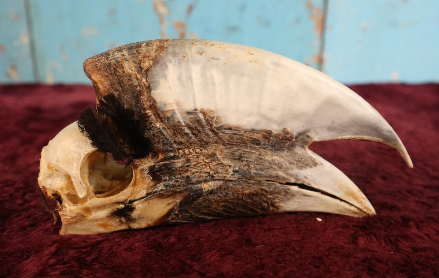 Lot 008 - Hornbill Tropical Bird Skull (Smaller Size)