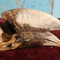 Lot 008 - Hornbill Tropical Bird Skull (Smaller Size)