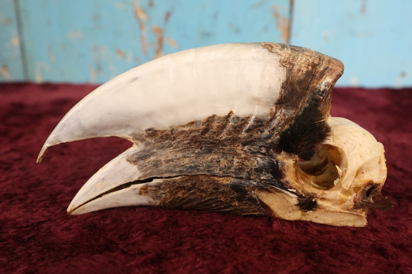 Lot 008 - Hornbill Tropical Bird Skull (Smaller Size)