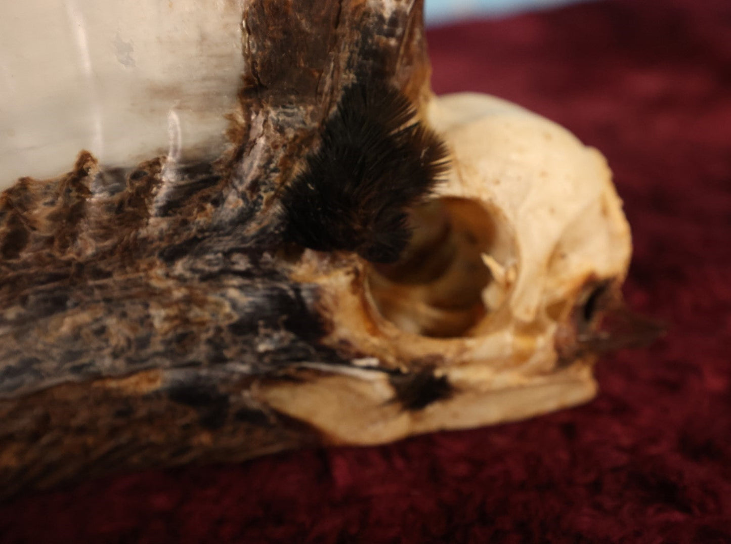 Lot 008 - Hornbill Tropical Bird Skull (Smaller Size)