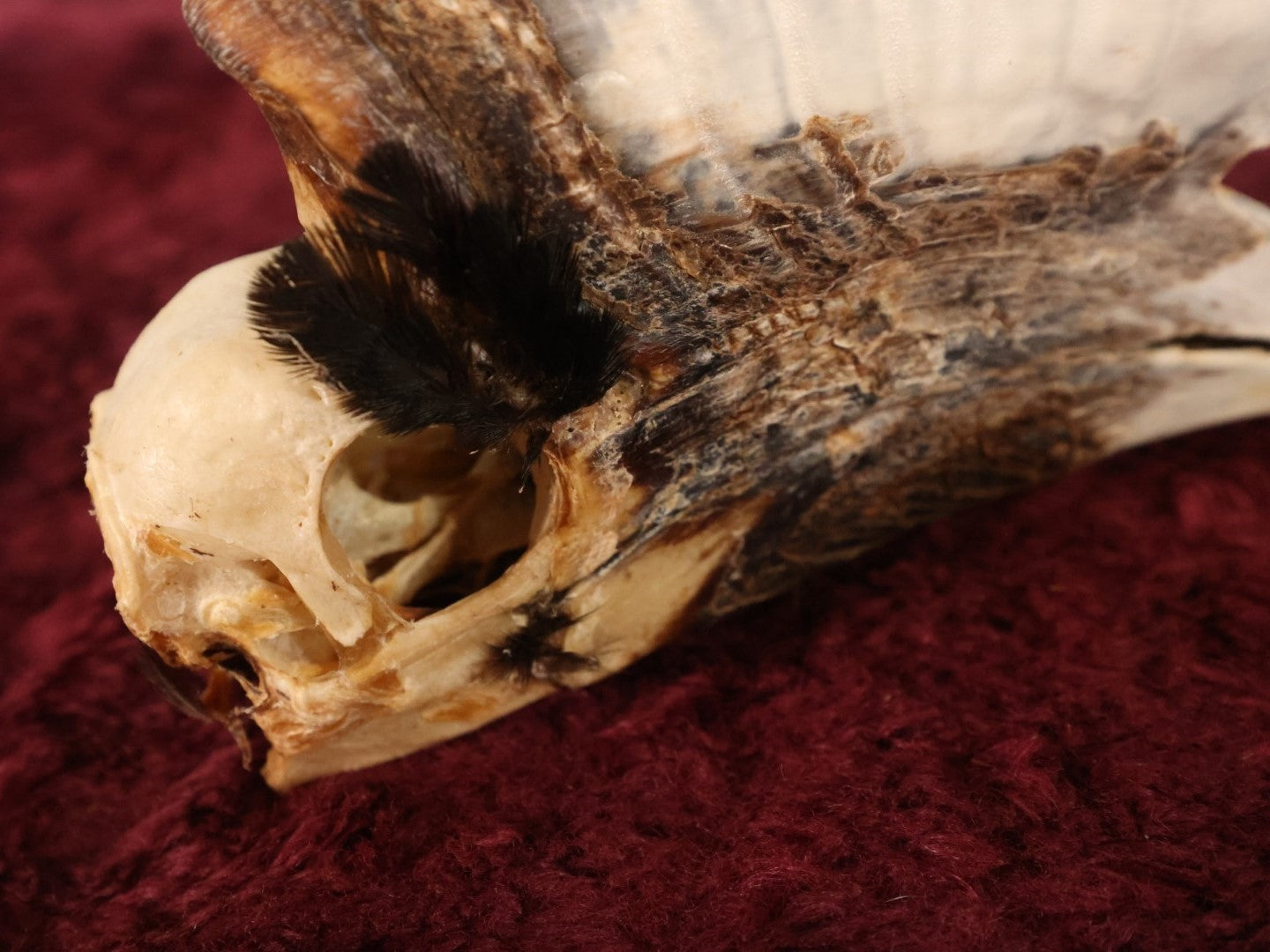 Lot 008 - Hornbill Tropical Bird Skull (Smaller Size)