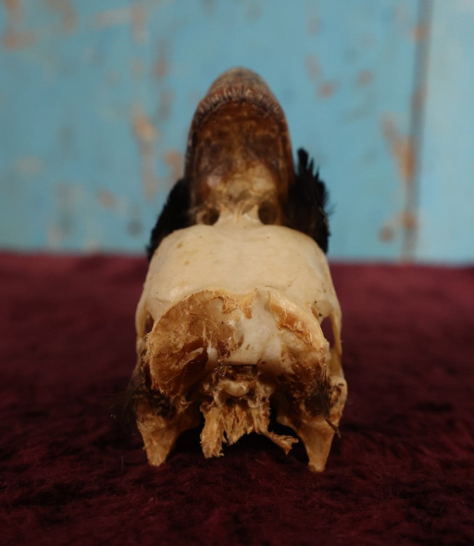 Lot 008 - Hornbill Tropical Bird Skull (Smaller Size)