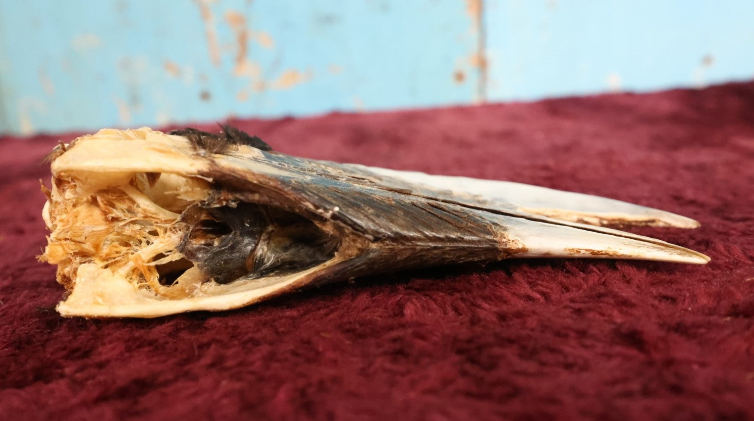 Lot 008 - Hornbill Tropical Bird Skull (Smaller Size)