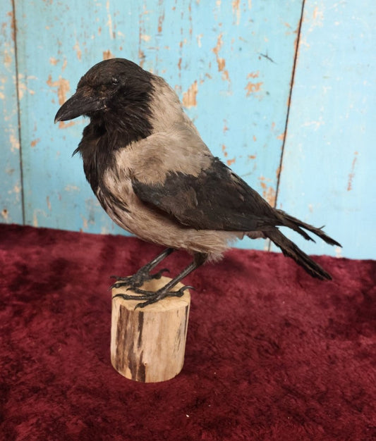 Lot 009 - Eurasian Hooded Crow (Corvus Cornix) Full Mount Taxidermy On Wood Block Base