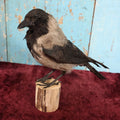 Lot 009 - Eurasian Hooded Crow (Corvus Cornix) Full Mount Taxidermy On Wood Block Base