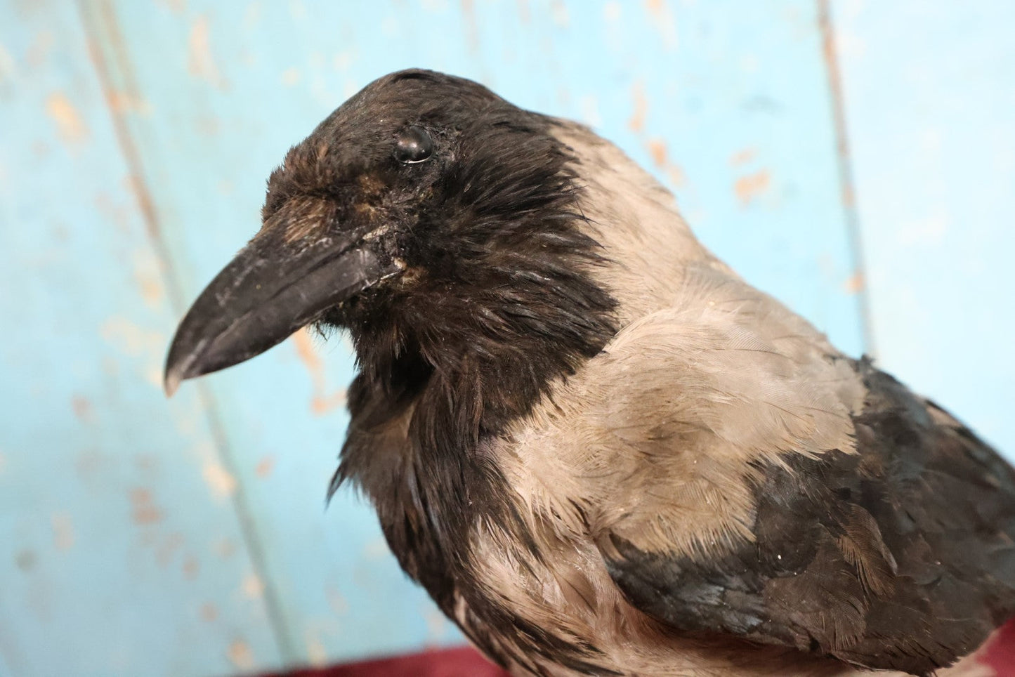 Lot 009 - Eurasian Hooded Crow (Corvus Cornix) Full Mount Taxidermy On Wood Block Base