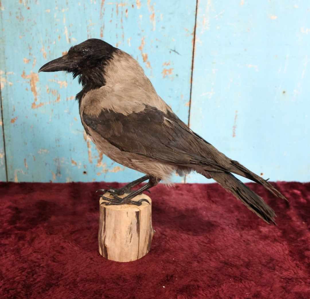 Lot 009 - Eurasian Hooded Crow (Corvus Cornix) Full Mount Taxidermy On Wood Block Base