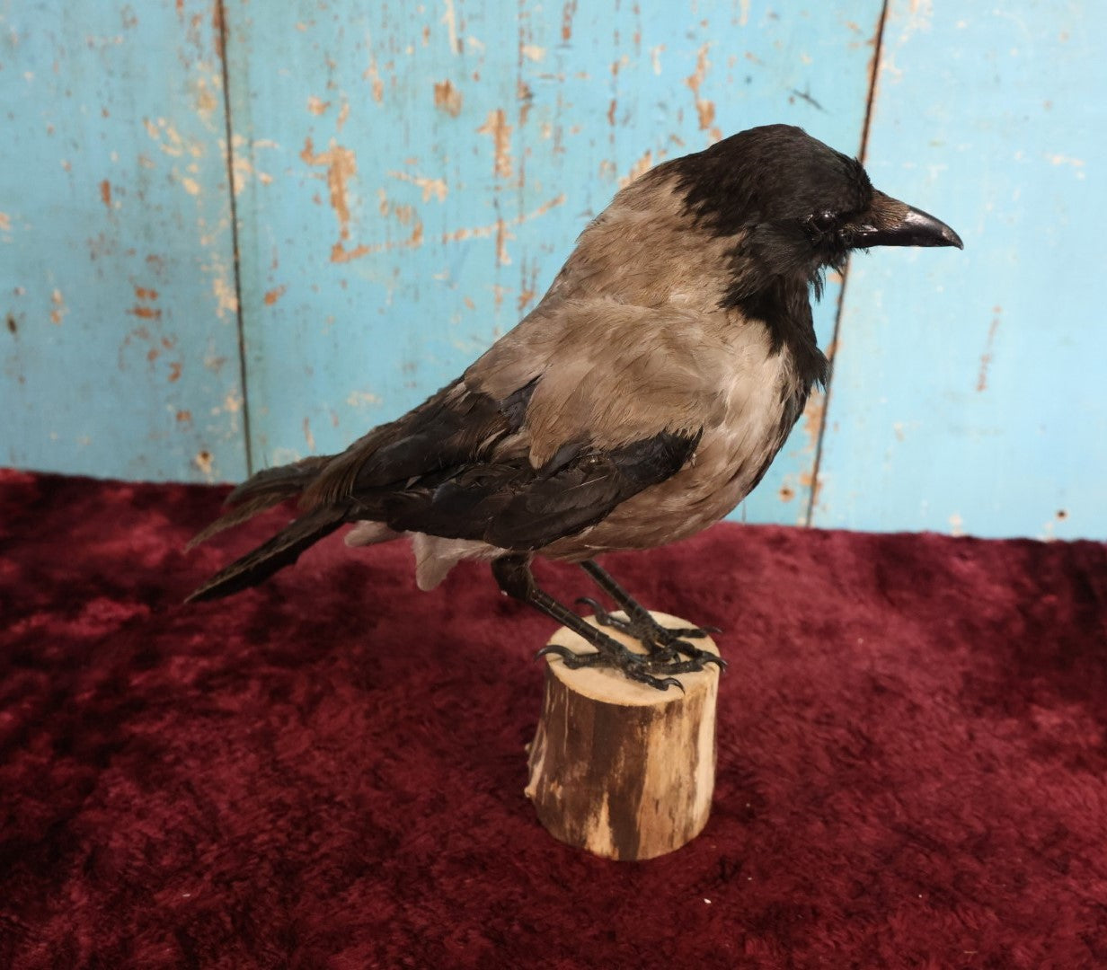 Lot 009 - Eurasian Hooded Crow (Corvus Cornix) Full Mount Taxidermy On Wood Block Base