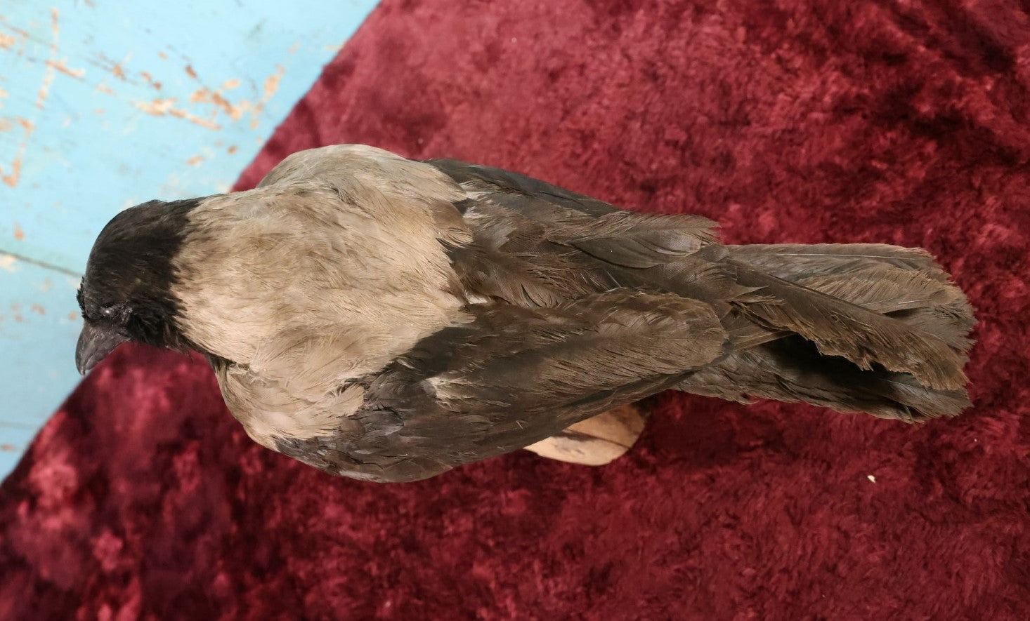 Lot 009 - Eurasian Hooded Crow (Corvus Cornix) Full Mount Taxidermy On Wood Block Base