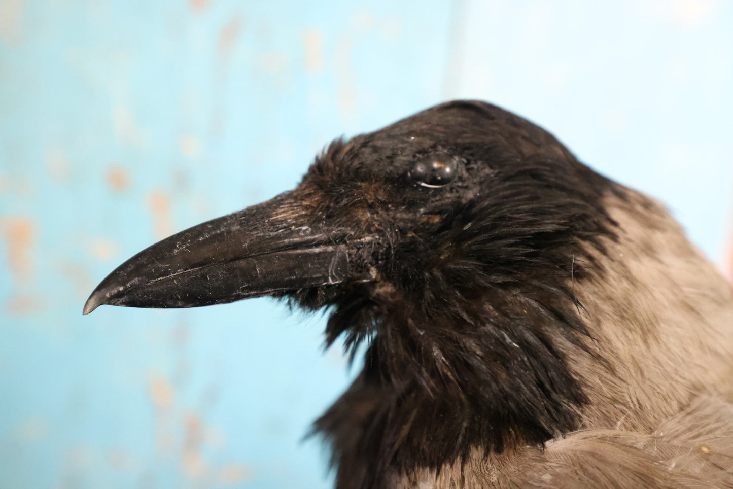 Lot 009 - Eurasian Hooded Crow (Corvus Cornix) Full Mount Taxidermy On Wood Block Base