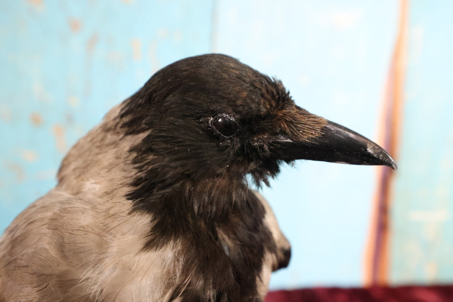 Lot 009 - Eurasian Hooded Crow (Corvus Cornix) Full Mount Taxidermy On Wood Block Base