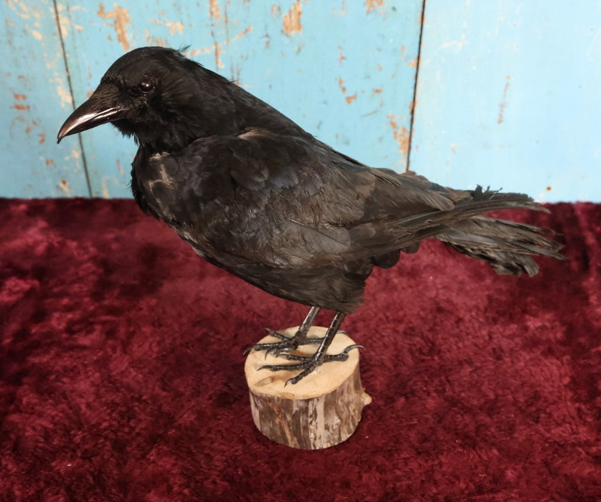 Lot 010 - European Carrion Crow (Corvus Corone) Full Mount Taxidermy On Wood Block Base