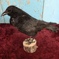 Lot 010 - European Carrion Crow (Corvus Corone) Full Mount Taxidermy On Wood Block Base