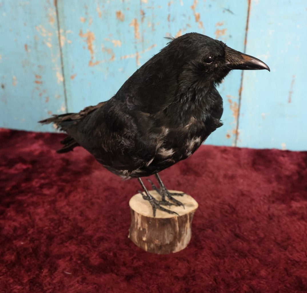 Lot 010 - European Carrion Crow (Corvus Corone) Full Mount Taxidermy On Wood Block Base