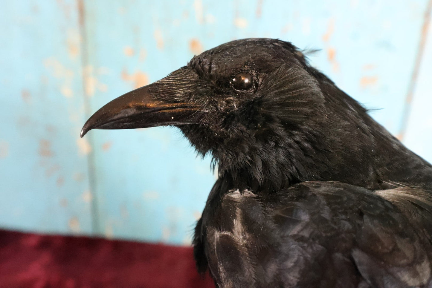 Lot 010 - European Carrion Crow (Corvus Corone) Full Mount Taxidermy On Wood Block Base