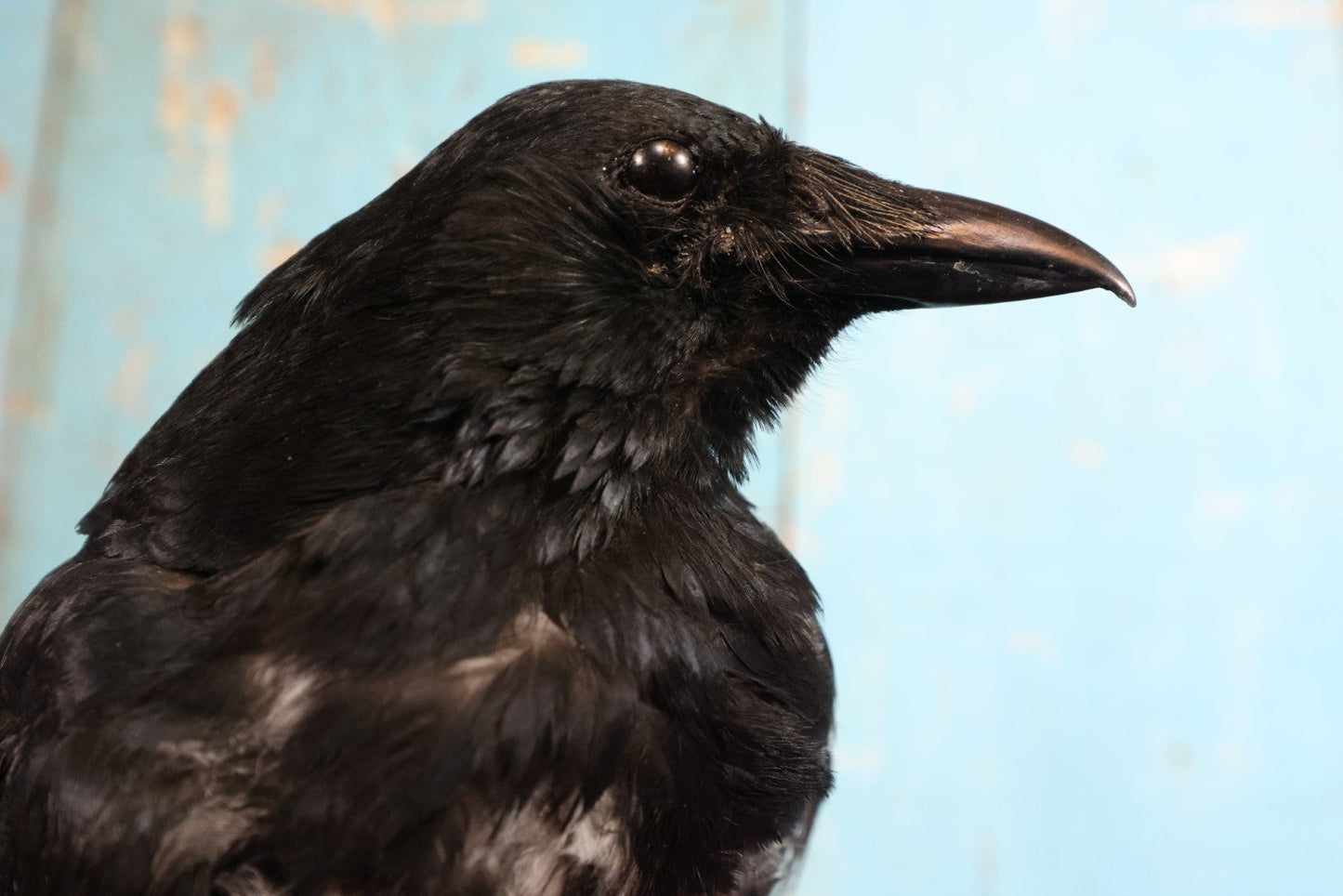 Lot 010 - European Carrion Crow (Corvus Corone) Full Mount Taxidermy On Wood Block Base