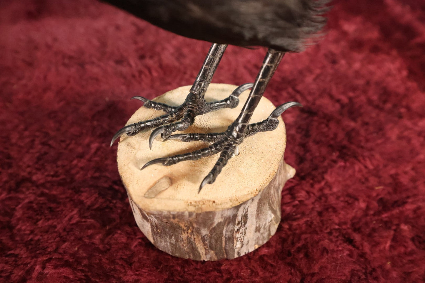 Lot 010 - European Carrion Crow (Corvus Corone) Full Mount Taxidermy On Wood Block Base