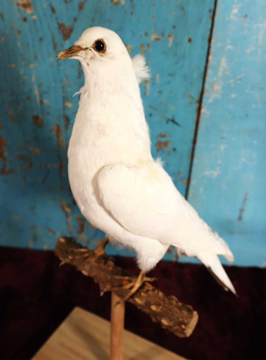 Lot 011 - European Rock Dove White Pigeon (Columba Livia) Full Mount Taxidermy On Perch Mount