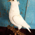 Lot 011 - European Rock Dove White Pigeon (Columba Livia) Full Mount Taxidermy On Perch Mount
