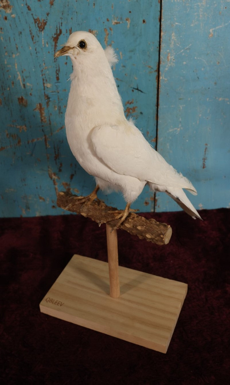 Lot 011 - European Rock Dove White Pigeon (Columba Livia) Full Mount Taxidermy On Perch Mount