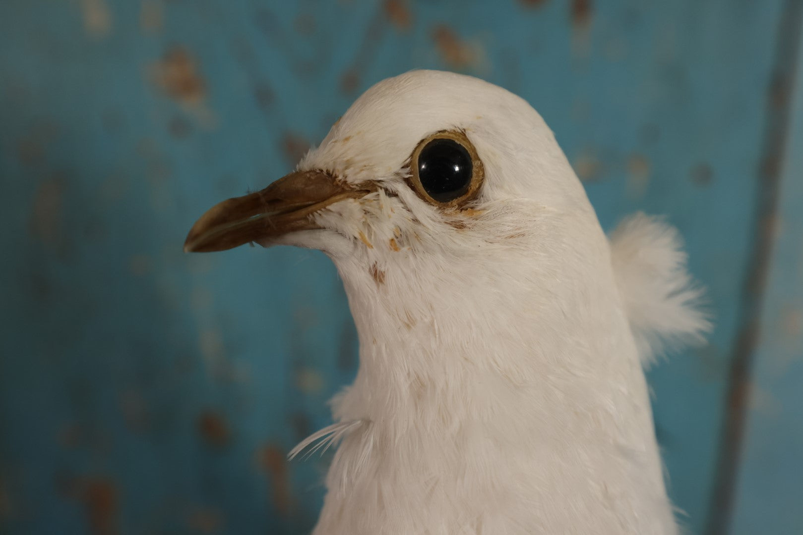 Lot 011 - European Rock Dove White Pigeon (Columba Livia) Full Mount Taxidermy On Perch Mount