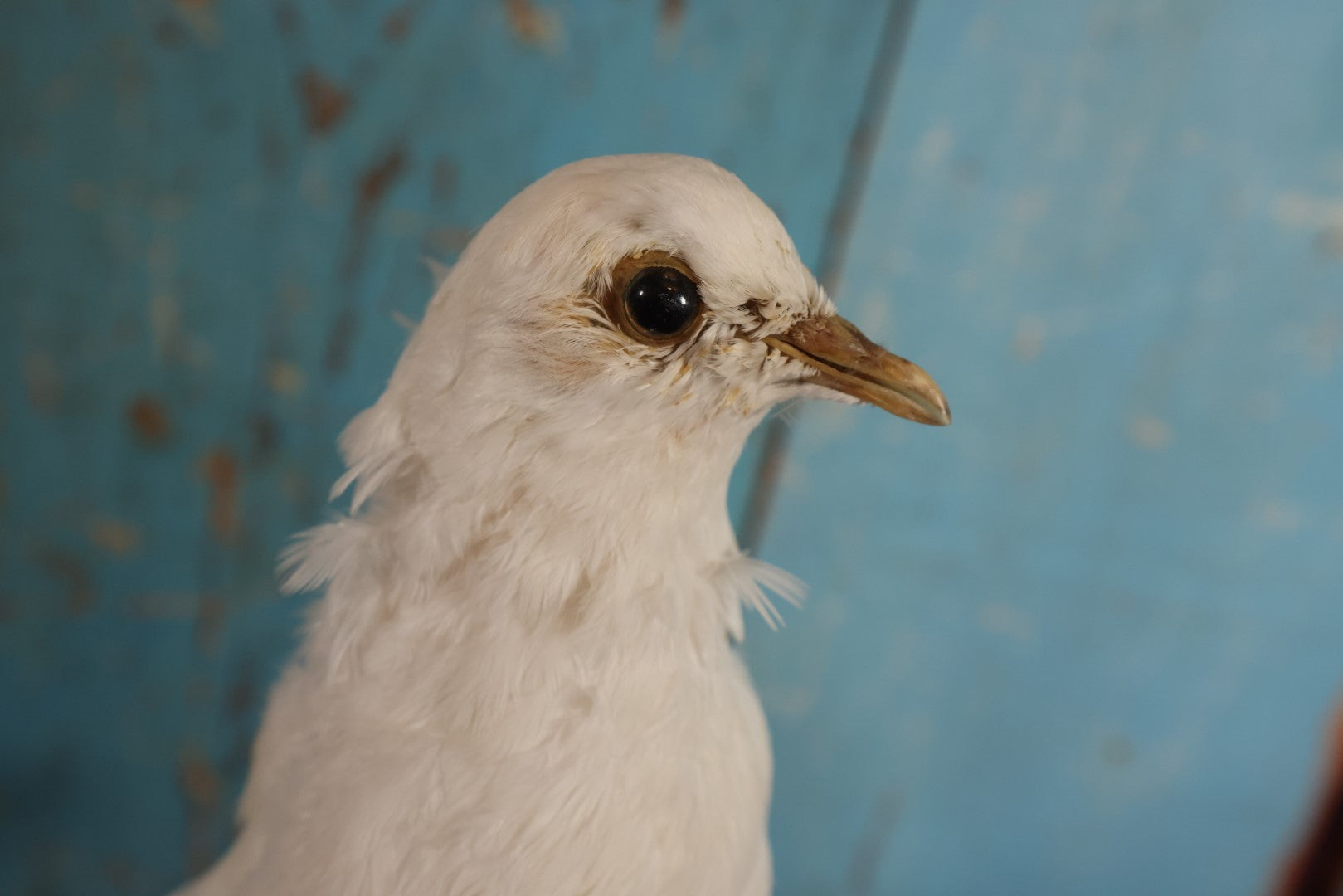 Lot 011 - European Rock Dove White Pigeon (Columba Livia) Full Mount Taxidermy On Perch Mount