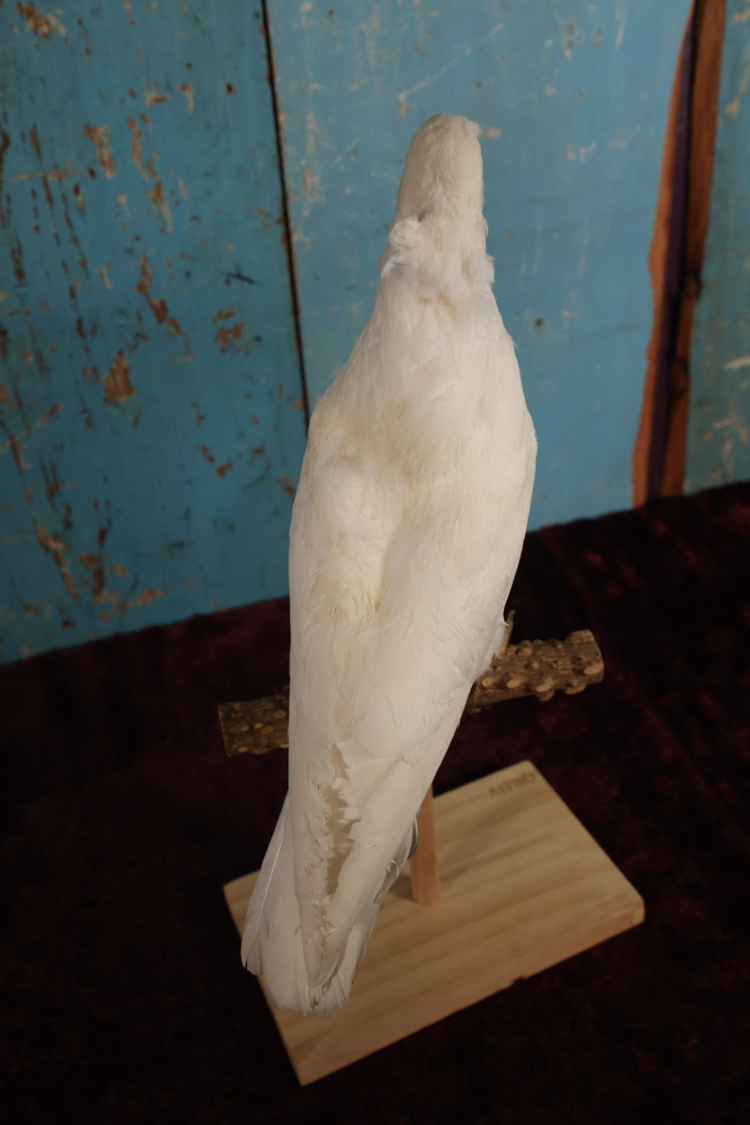 Lot 011 - European Rock Dove White Pigeon (Columba Livia) Full Mount Taxidermy On Perch Mount