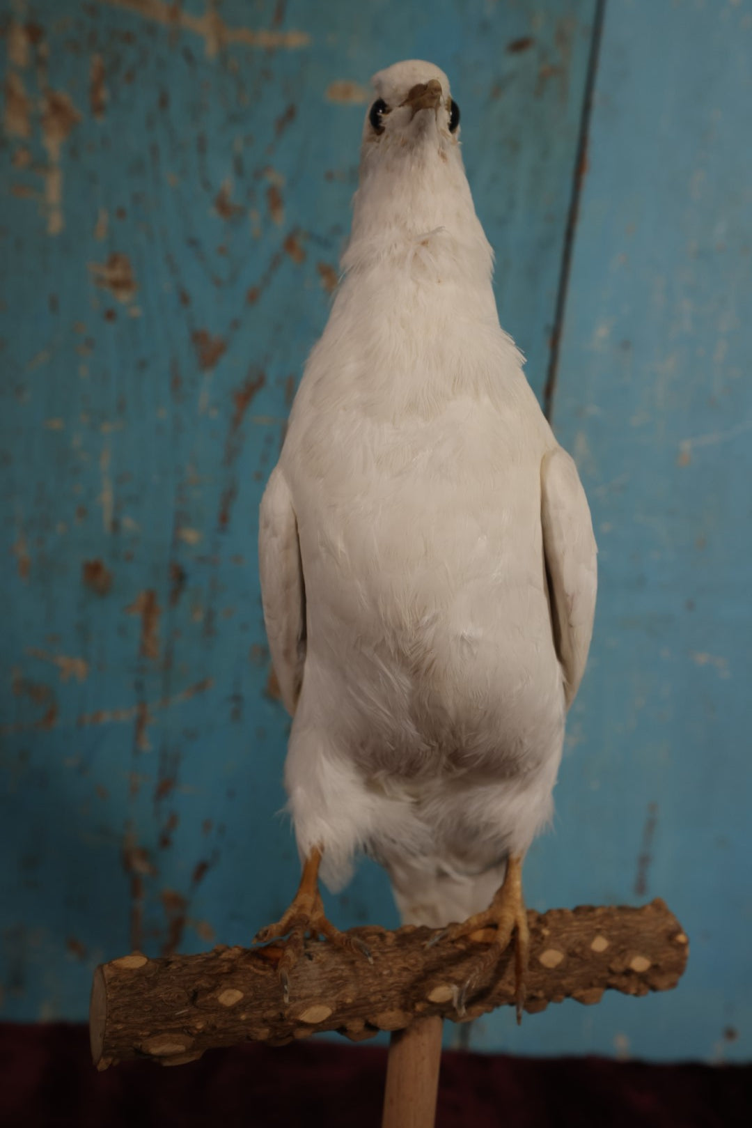 Lot 011 - European Rock Dove White Pigeon (Columba Livia) Full Mount Taxidermy On Perch Mount