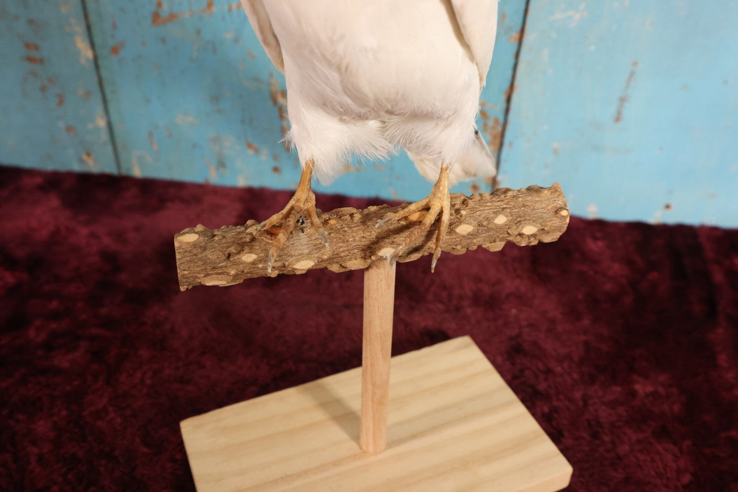 Lot 011 - European Rock Dove White Pigeon (Columba Livia) Full Mount Taxidermy On Perch Mount