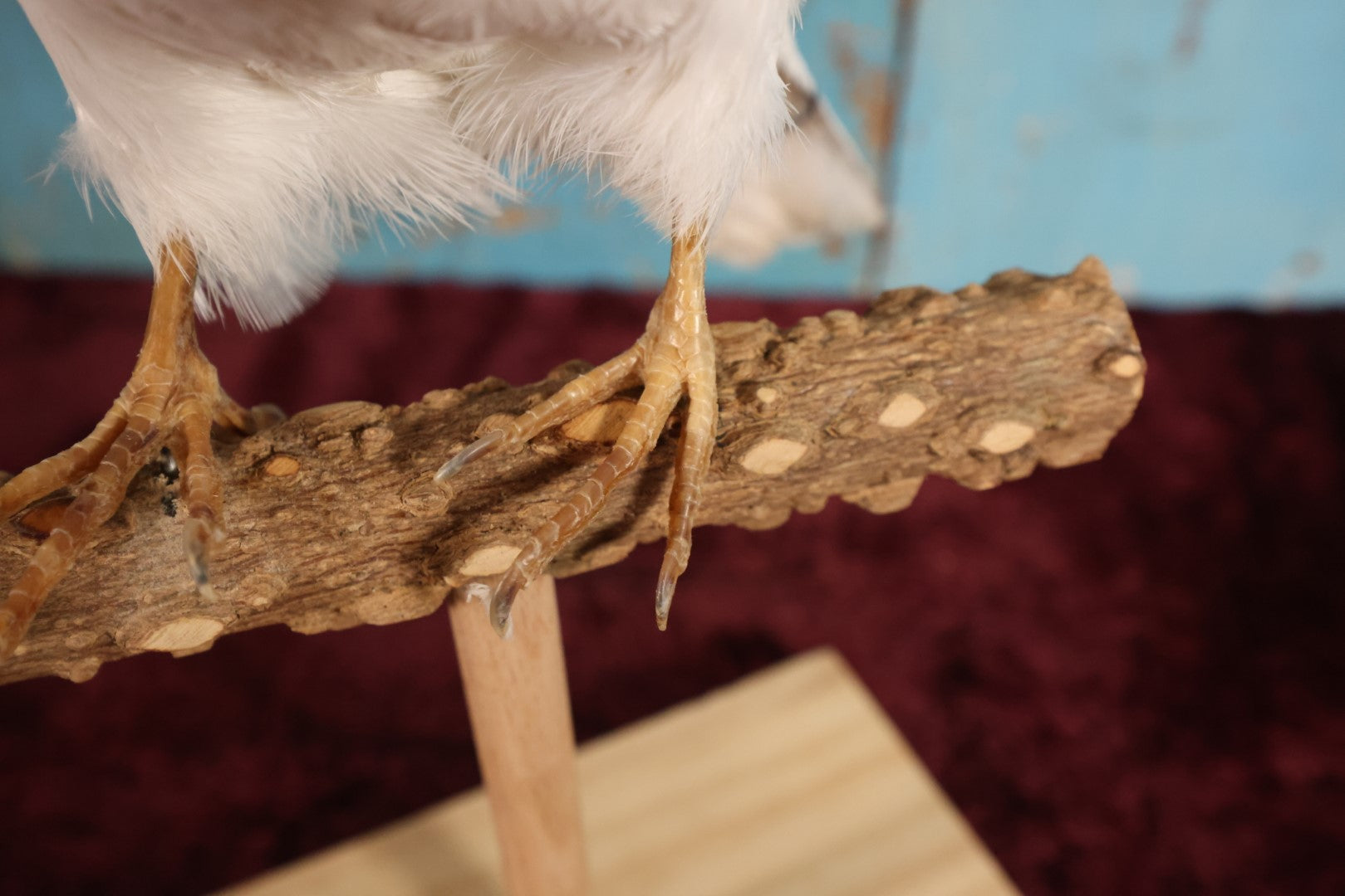 Lot 011 - European Rock Dove White Pigeon (Columba Livia) Full Mount Taxidermy On Perch Mount