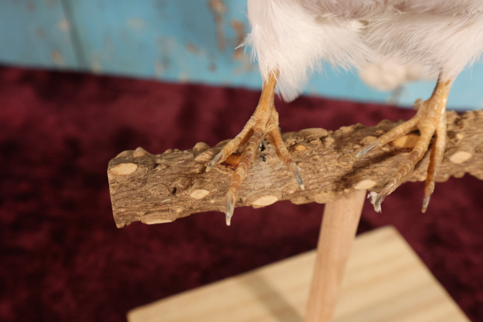 Lot 011 - European Rock Dove White Pigeon (Columba Livia) Full Mount Taxidermy On Perch Mount