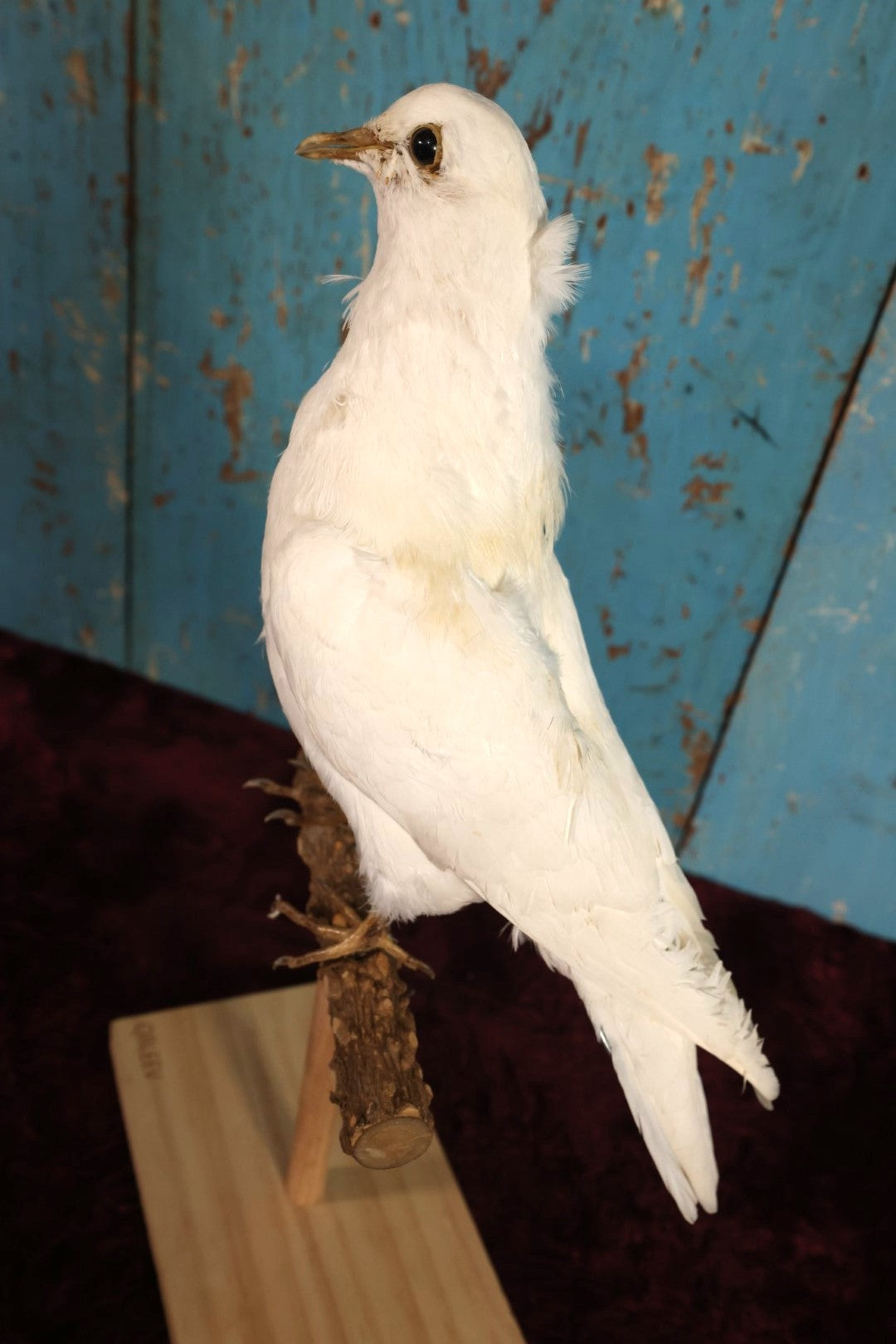 Lot 011 - European Rock Dove White Pigeon (Columba Livia) Full Mount Taxidermy On Perch Mount