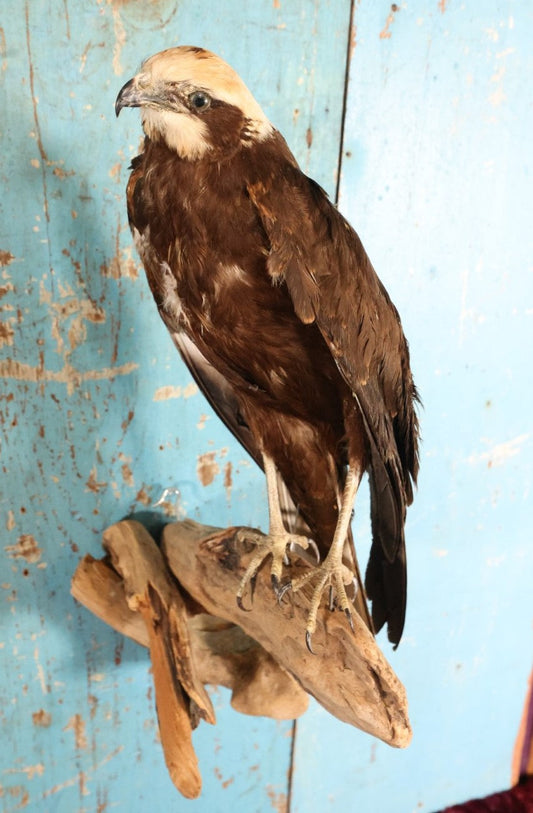 Lot 012 - European Honey Buzzard (Pernis Apivorus) Full Mount Taxidermy On Real Log Perch Wall-Hanging Mount