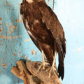 Lot 012 - European Honey Buzzard (Pernis Apivorus) Full Mount Taxidermy On Real Log Perch Wall-Hanging Mount