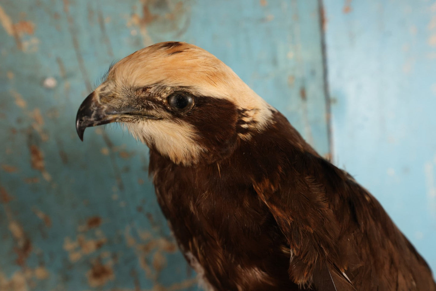 Lot 012 - European Honey Buzzard (Pernis Apivorus) Full Mount Taxidermy On Real Log Perch Wall-Hanging Mount