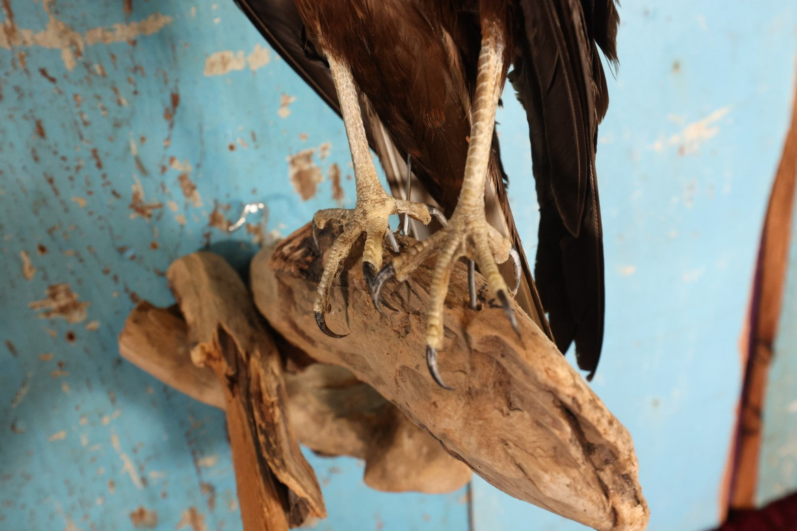 Lot 012 - European Honey Buzzard (Pernis Apivorus) Full Mount Taxidermy On Real Log Perch Wall-Hanging Mount