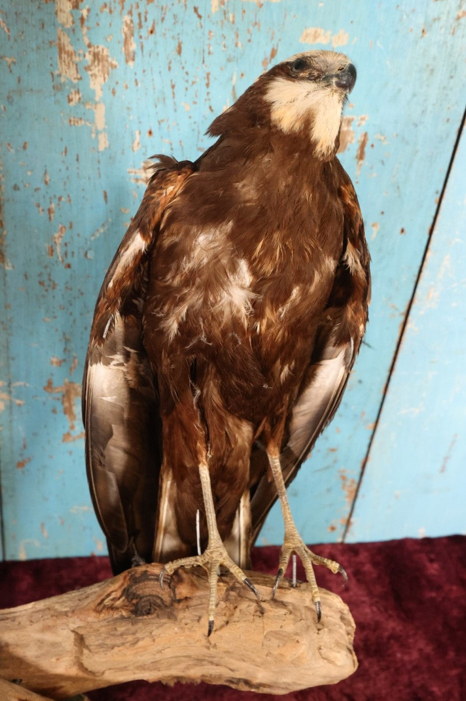 Lot 012 - European Honey Buzzard (Pernis Apivorus) Full Mount Taxidermy On Real Log Perch Wall-Hanging Mount