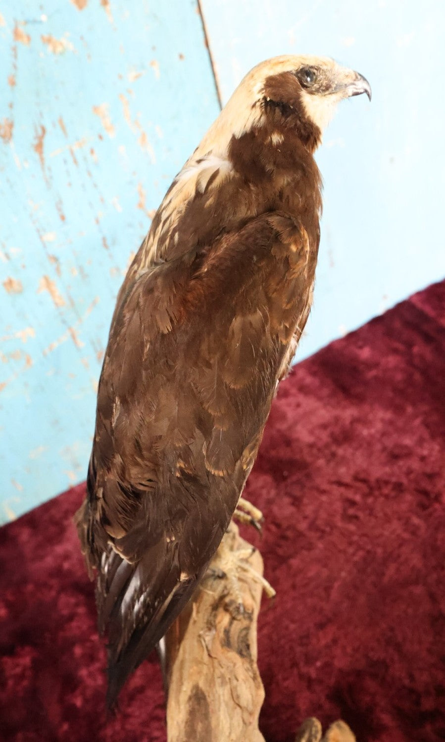 Lot 012 - European Honey Buzzard (Pernis Apivorus) Full Mount Taxidermy On Real Log Perch Wall-Hanging Mount