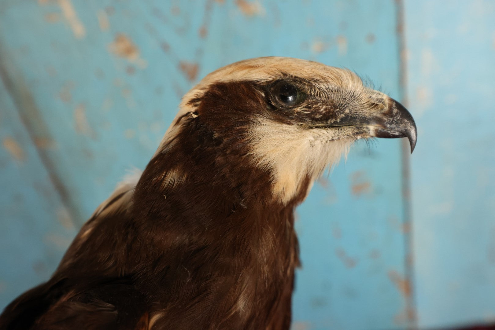 Lot 012 - European Honey Buzzard (Pernis Apivorus) Full Mount Taxidermy On Real Log Perch Wall-Hanging Mount