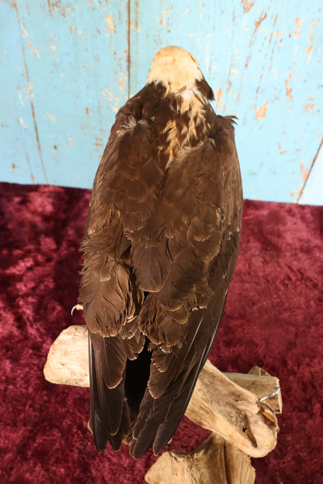 Lot 012 - European Honey Buzzard (Pernis Apivorus) Full Mount Taxidermy On Real Log Perch Wall-Hanging Mount