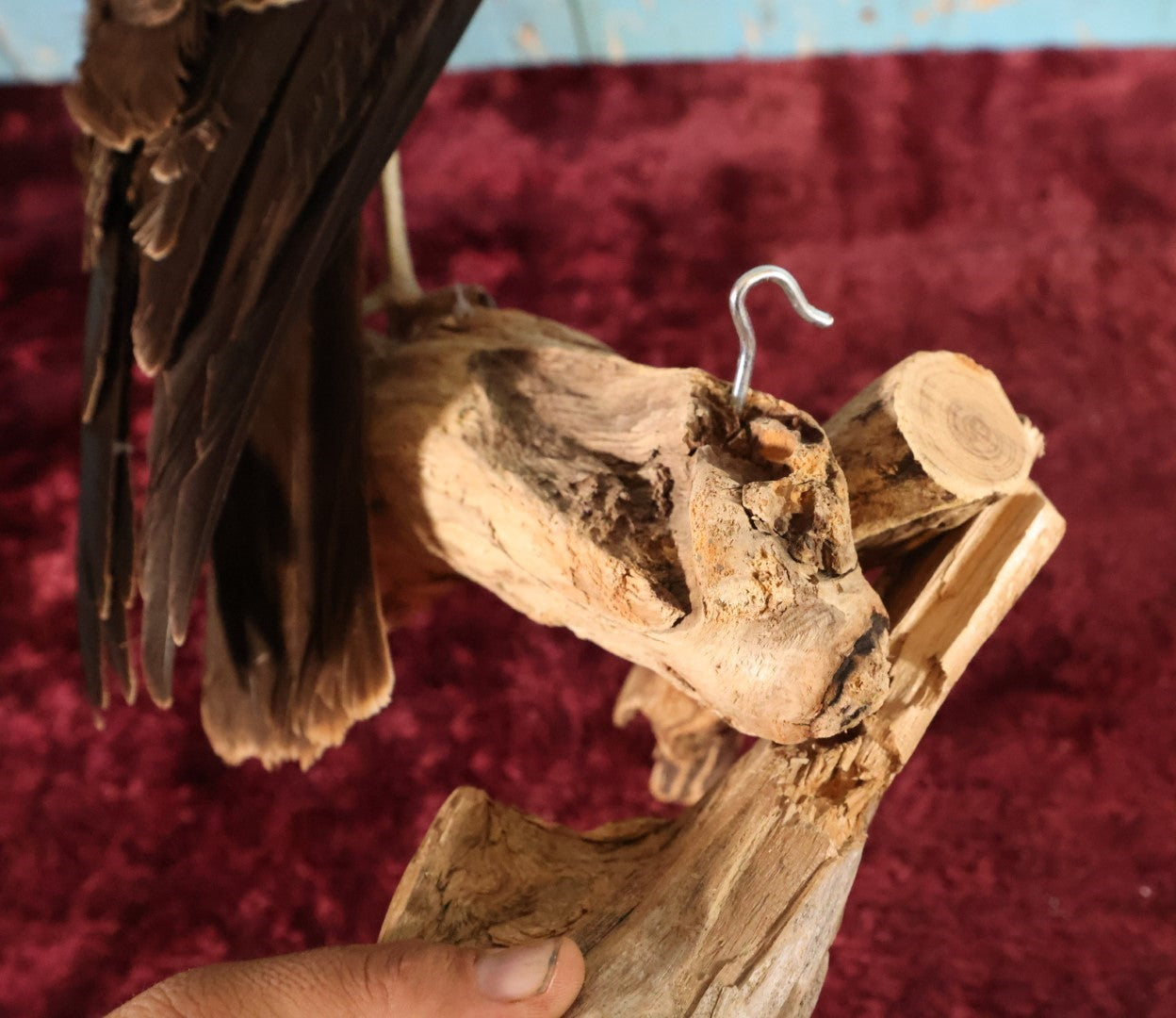 Lot 012 - European Honey Buzzard (Pernis Apivorus) Full Mount Taxidermy On Real Log Perch Wall-Hanging Mount