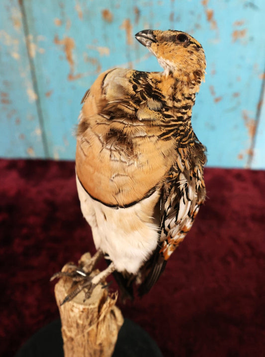 Lot 013 - Sand Grouse (Pteroclidae) Full Mount Taxidermy On Real Log Mount On Base